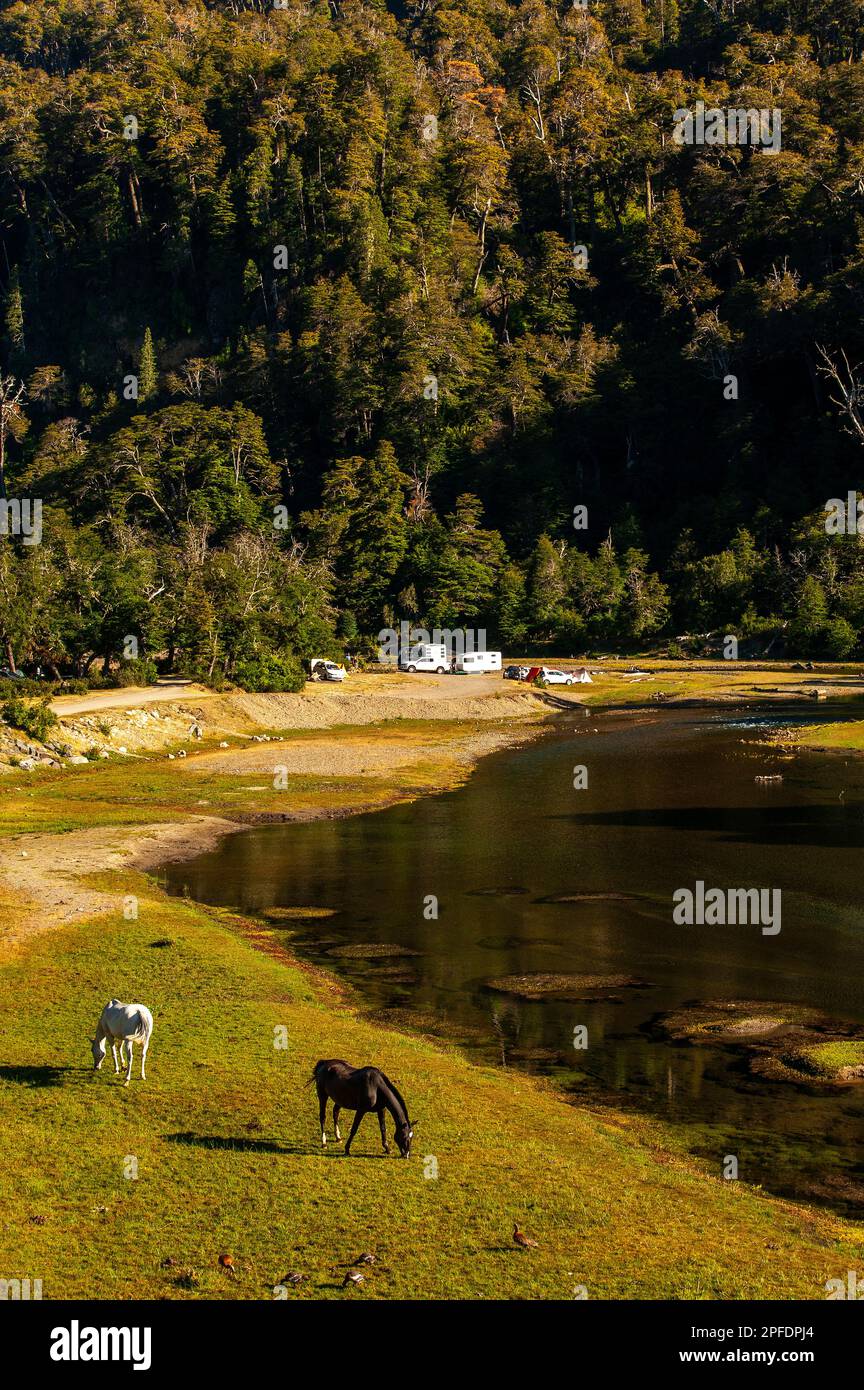 Camping am Ufer des Flusses Pichi Traful, am Ufer des Flusses Pichi Traful auf der Ruta 40, Ruta de Los Siete Lagos, Neuquén, Argentinien Stockfoto