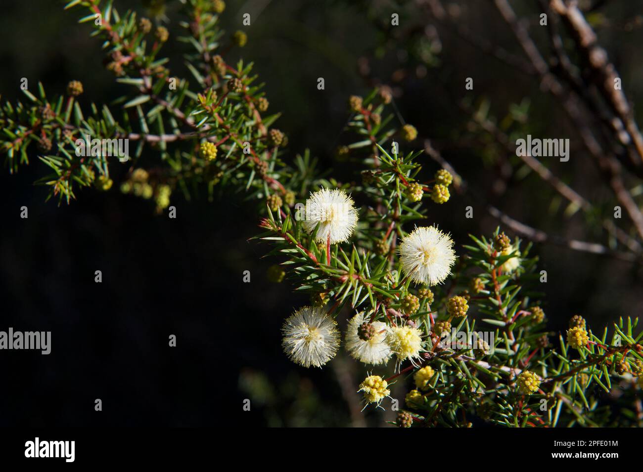 Die Seezunge (Acacia Ulicifolia) ist nicht so spektakulär wie andere Arten und hat viele Dornen. Trotzdem hübsch. Hochkins Ridge Flora Reserve. Stockfoto