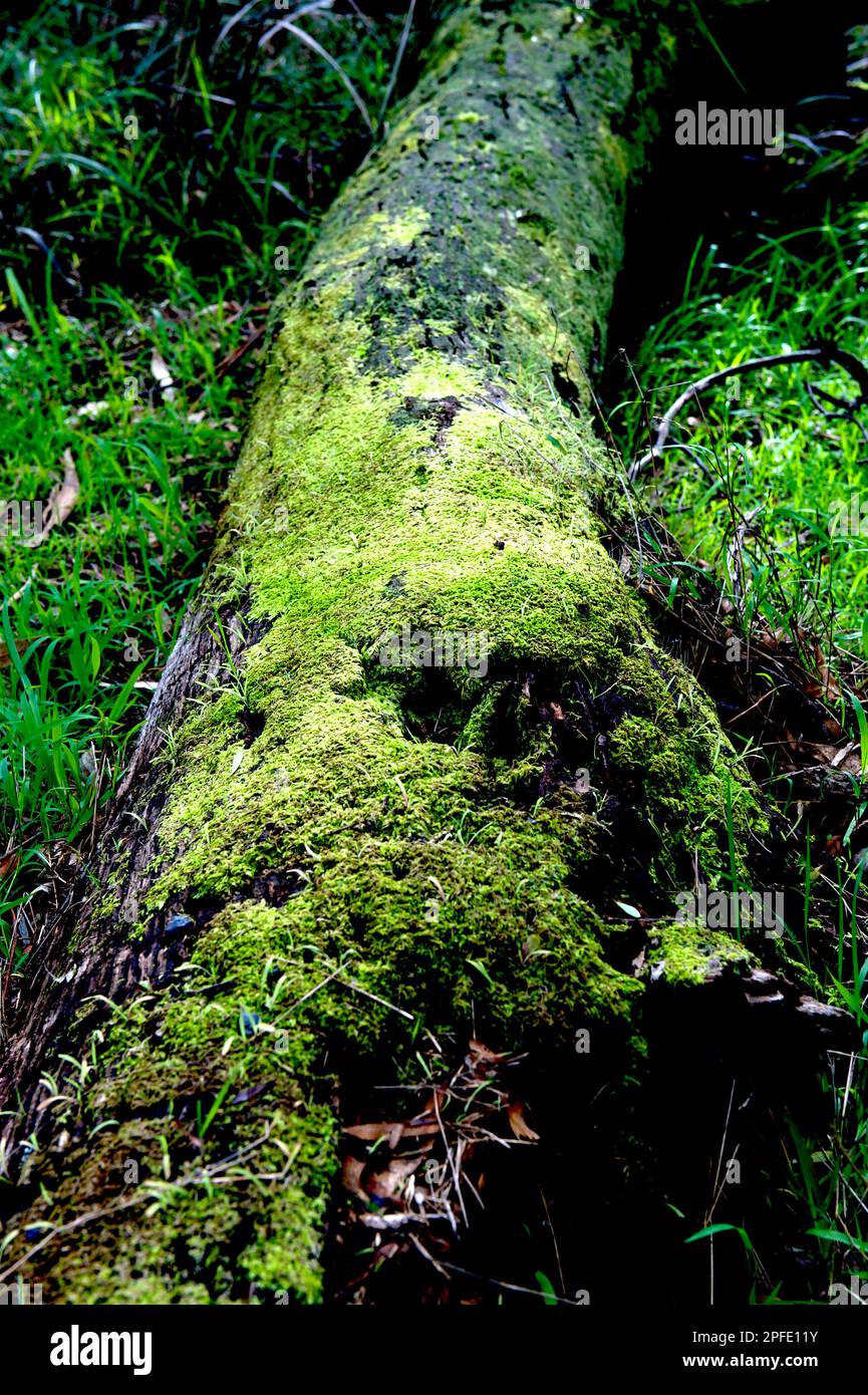 Es gibt ein Leben nach dem Tod - dieser gefallene Baum unterstützt viele Moos und Flechten, und viele winzige Kreaturen. Blackburn Lake Park in Victoria. Stockfoto