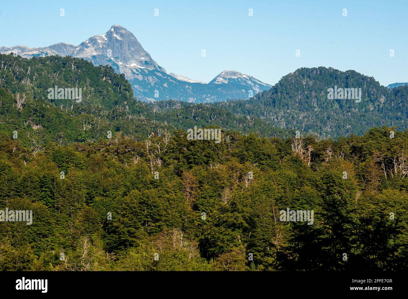 Dichter Wald im Nahuel Huapi Nationalpark in der Nähe des Correntoso Sees, Neuquén, Argentinien Stockfoto