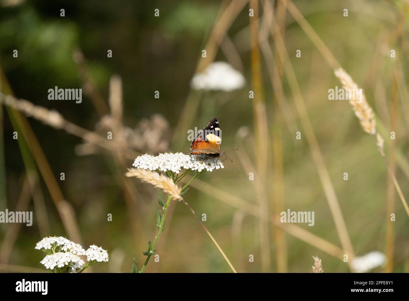 Gelber Admiral-Schmetterling, der in Neuseeland und Australien beheimatet ist und sich von einer weißen Schafgarbe in einer Wiese ernährt. Stockfoto