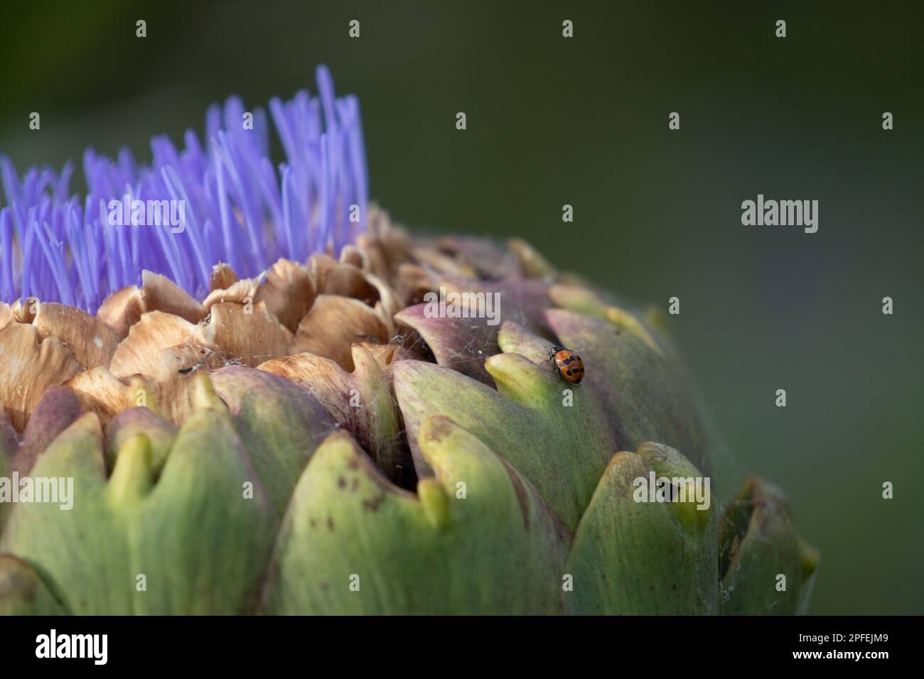 Nahaufnahme der Globus Artischockenblüte, Cynara cardunculus var. Skolymus. Auch bekannt als „französische Artischocke“ und „grüne Artischocke“. Stockfoto