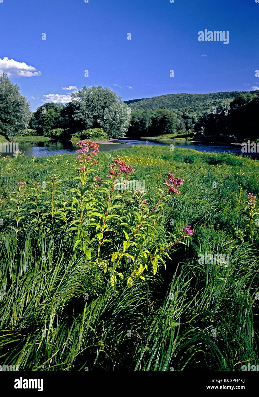 Im Sommer fließt der North Branch Susquehanna River durch Susquehanna County, Pennsylvania Stockfoto