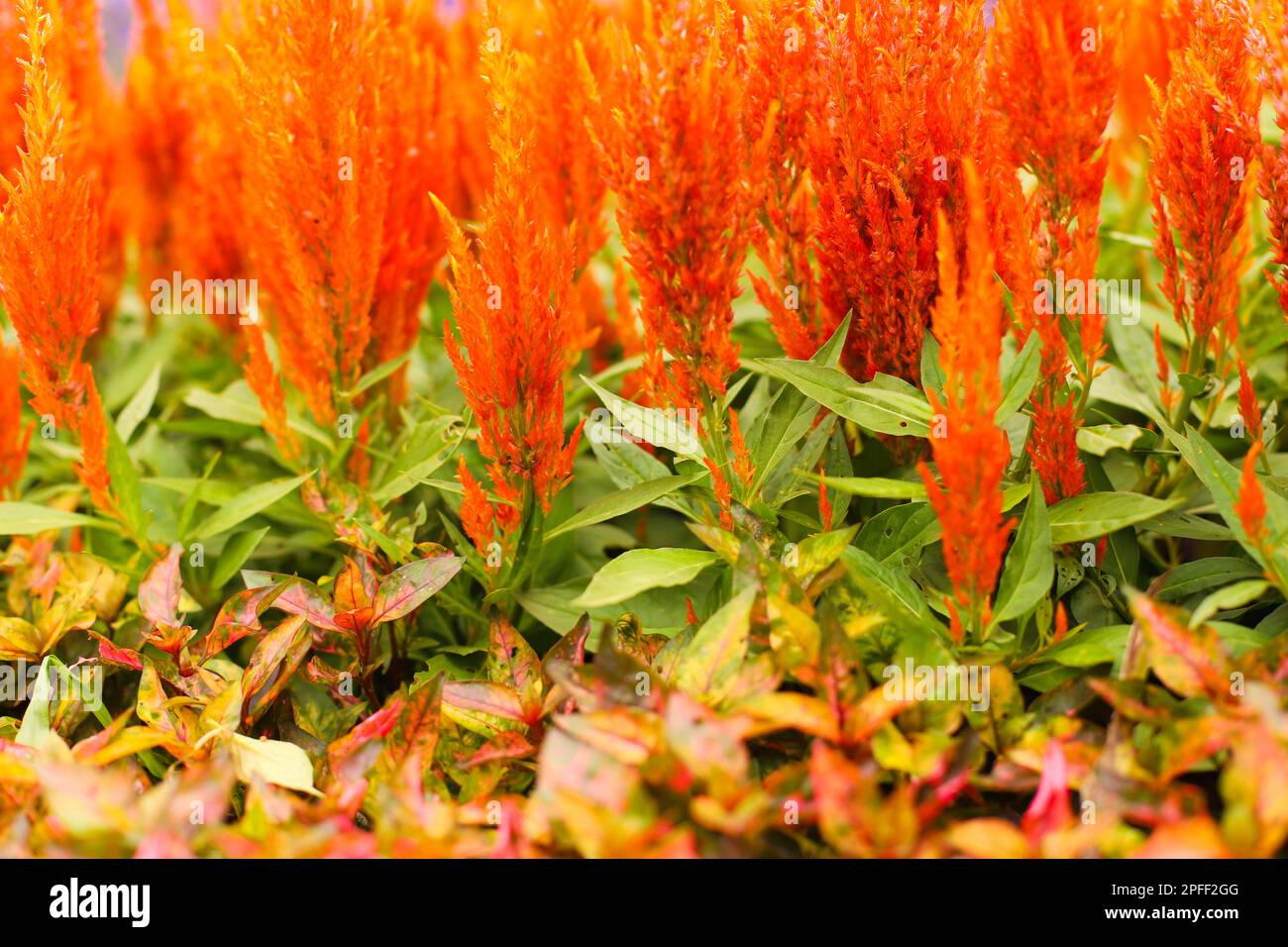 Celosia argentea oder weithin bekannt als plumed Hahnenkamm mit selektivem Fokushintergrund. Stockfoto