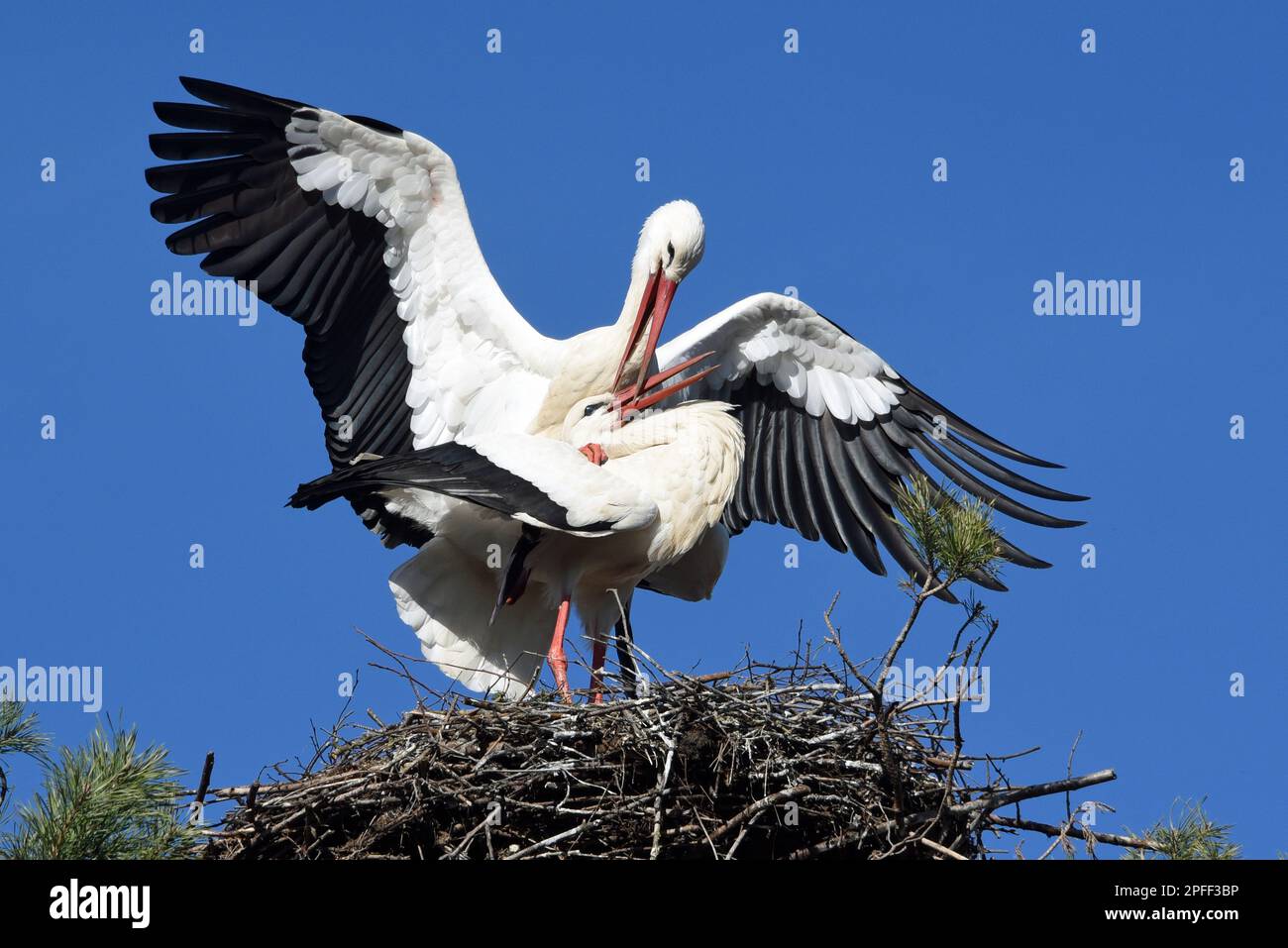 Raisting, Deutschland. 16. März 2023. Zwei Störche, die in ihrem Nest in Raisting kochen. Aufgrund der globalen Erwärmung kehren die Vögel immer früher aus ihrem Winterquartier zurück. Kredit: Ursula Düren/dpa/Alamy Live News Stockfoto