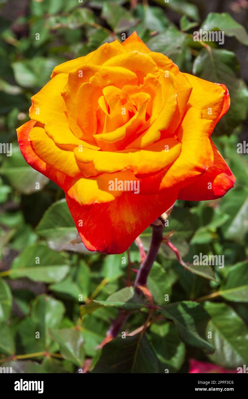 Luther Burbank Home and Gardens in Kalifornien Stockfoto