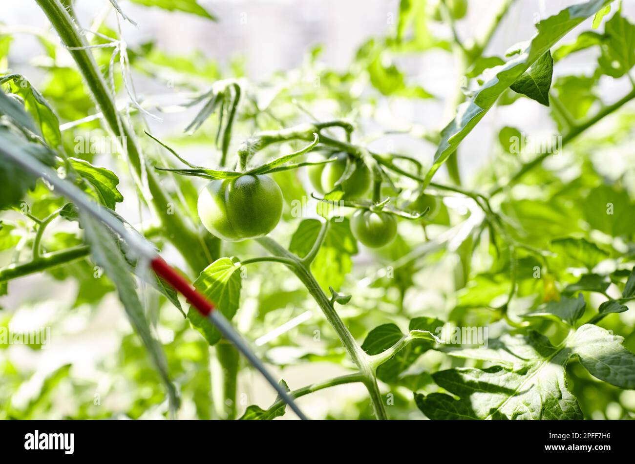 Tomate wächst im Garten. Anbau von frischem Gemüse auf dem Bauernhof Stockfoto