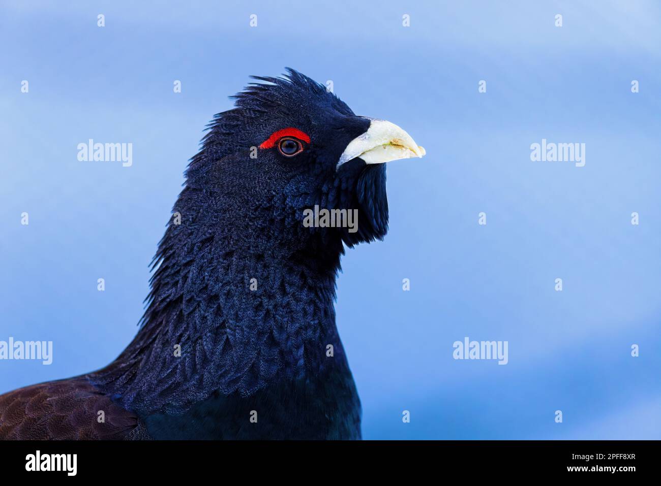 Westcapercaillie (Tetrao urogallus) im Schnee im Bayerischen Wald-Nationalpark, Bayern. Stockfoto