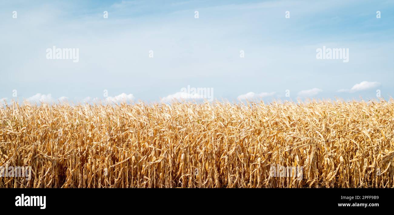 Wunderschöner Sommerhintergrund. Natur mit reifem Maisfeld und blauem Himmel an einem sonnigen Tag. Blauer Himmel mit weißen Wolken. Stockfoto