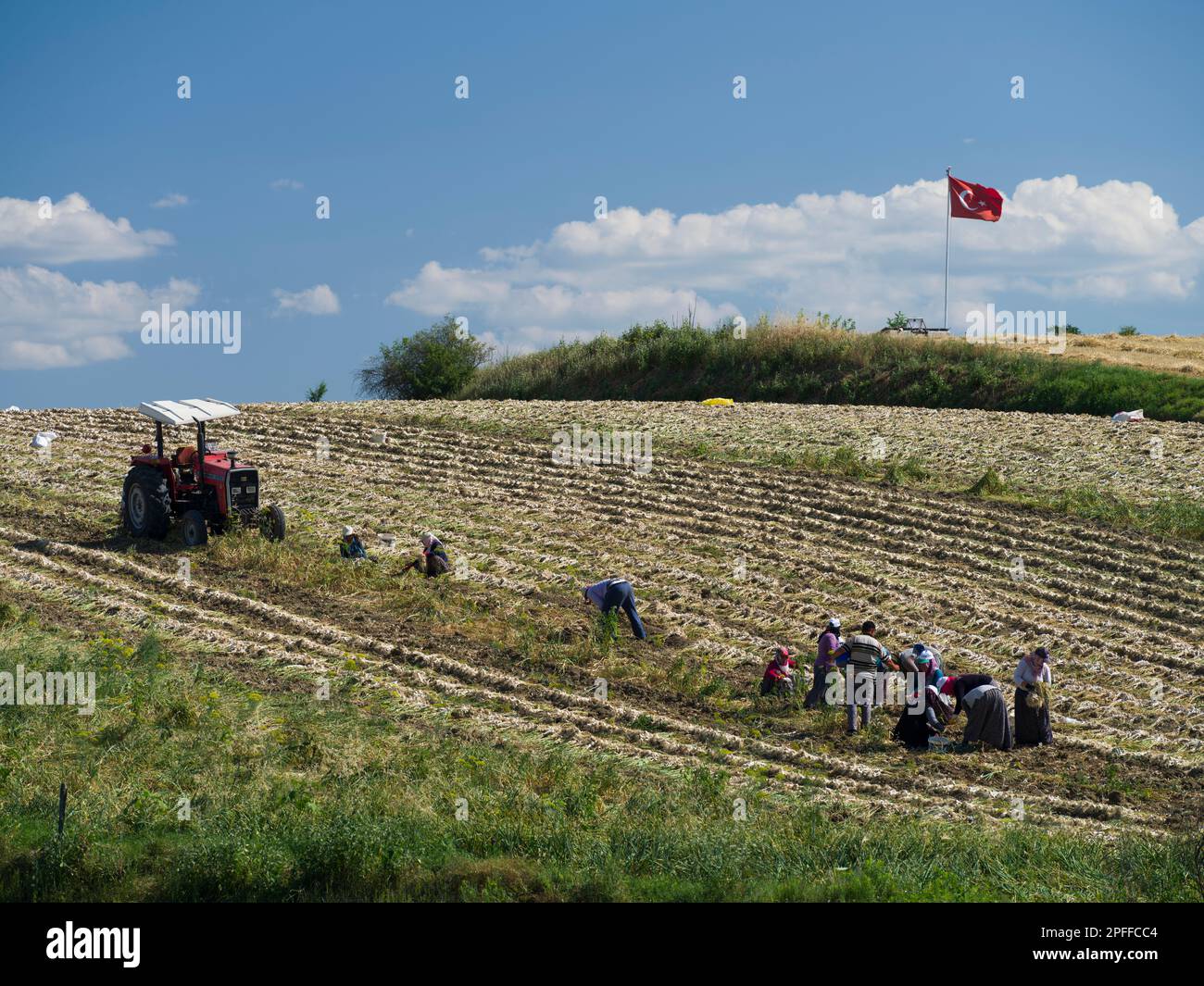 Taskopru, Kastamonu, Türkei, 16. Juli 2021; Arbeiter, die während der Knoblauchernte auf dem Feld arbeiten. Stockfoto
