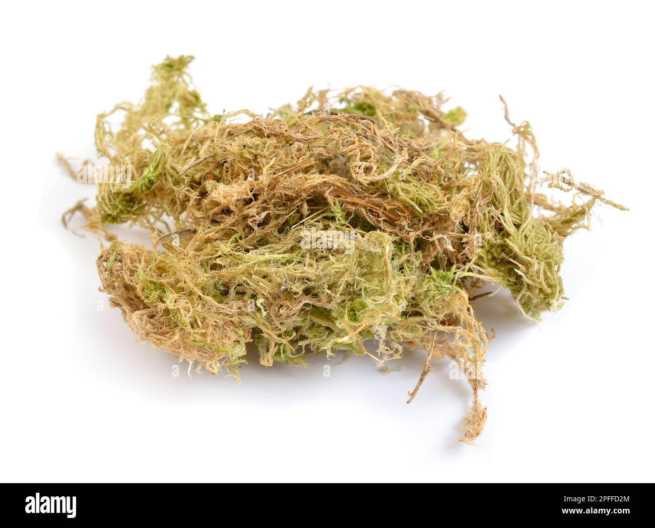 Getrocknetes Phagnum- oder Sphagnum-Moos, auch Moormoos und quackermoos Stockfoto