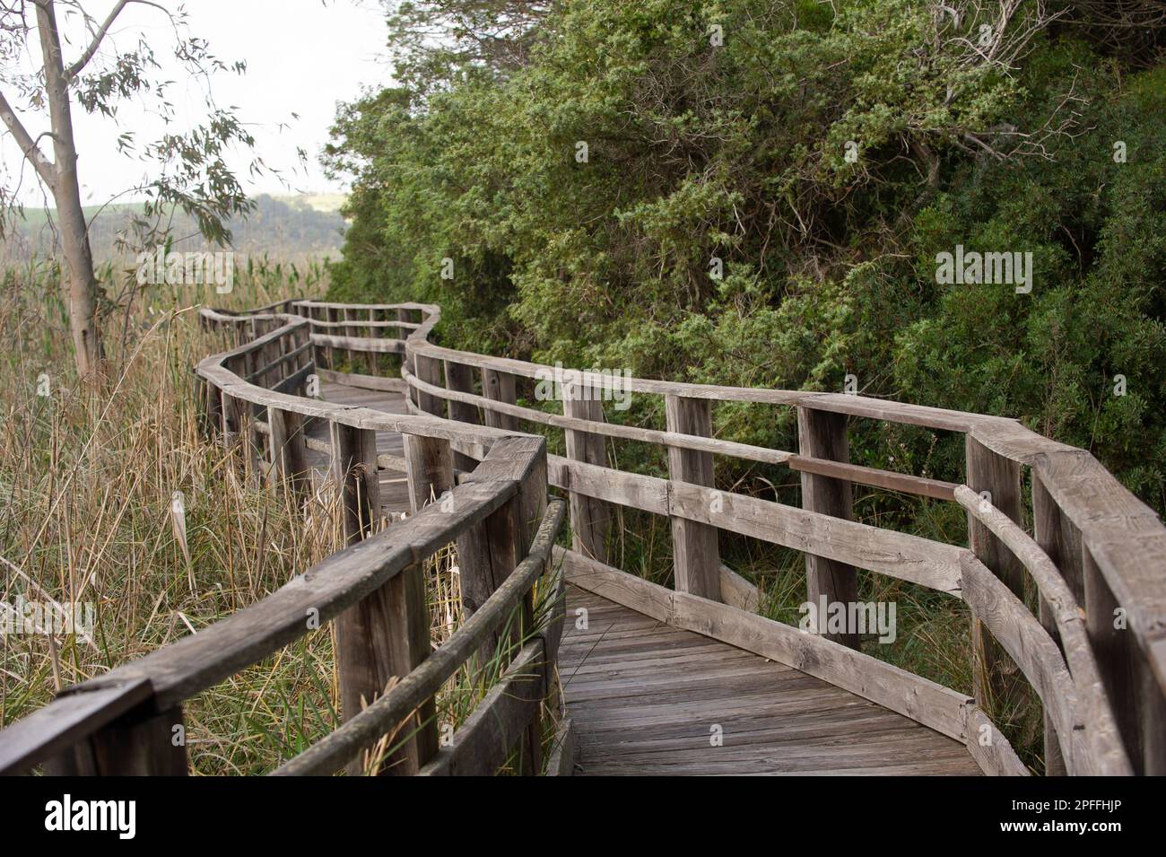 2022. April 25 – Italien, Sardinien, Sassari, Porto Torres, Platamona-Teich, mimosa blüht. Stockfoto