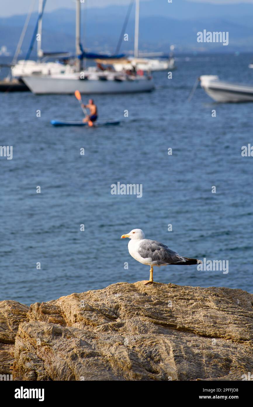 Eine Möwe erhebt sich auf einem nautischen Schiff und segelt entlang der atemberaubenden Küste der Cote dAzur. Stockfoto