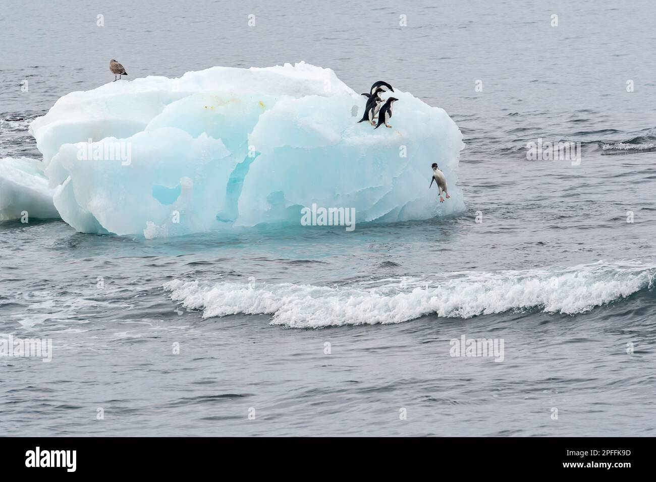 Antarktische Halbinsel, Adelie-Pinguine (Pygoscelis adeliae) Stockfoto