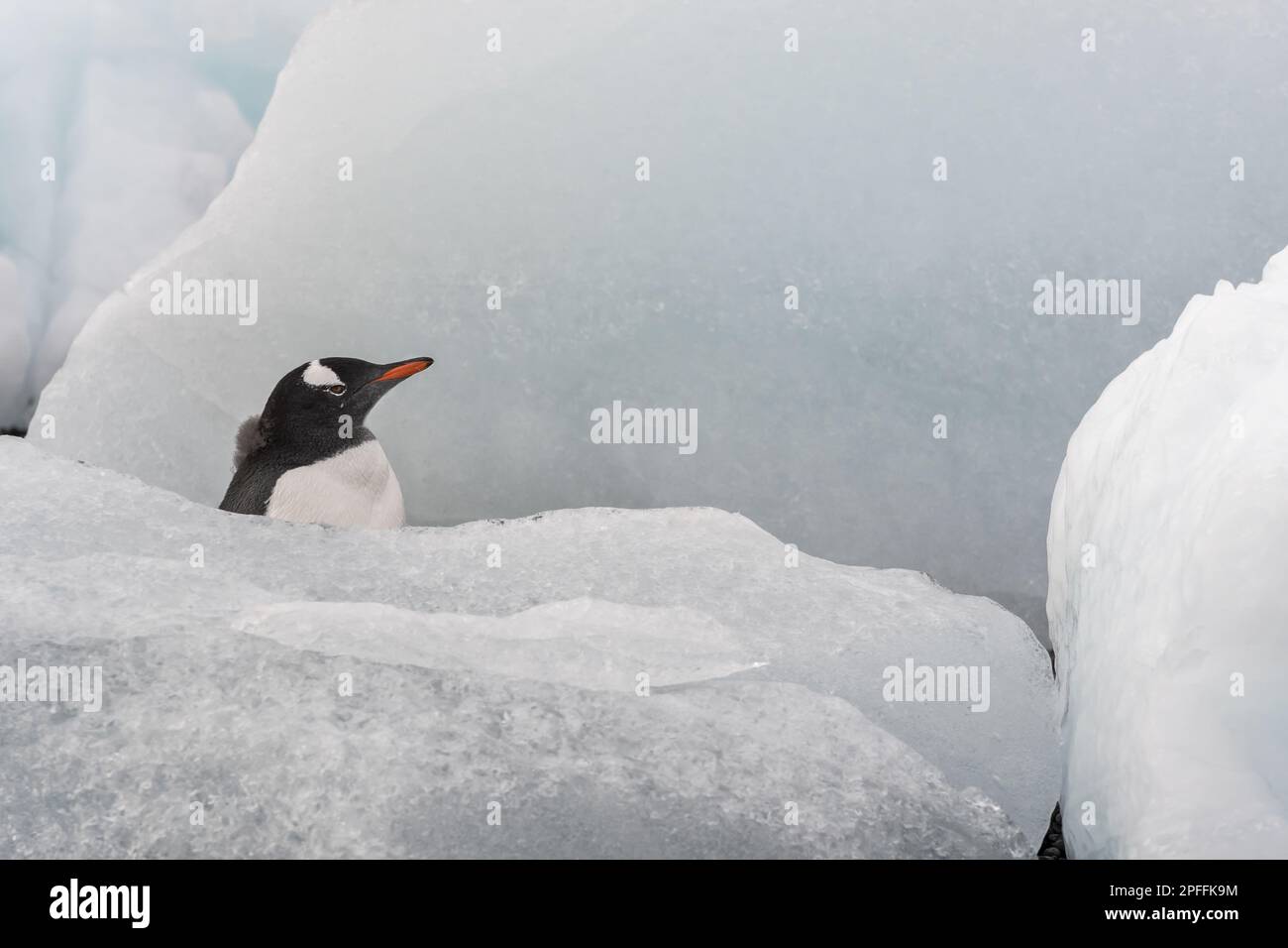 Antarktis-Halbinsel, Gentoo-Pinguin (Pygoscelis papua) Stockfoto