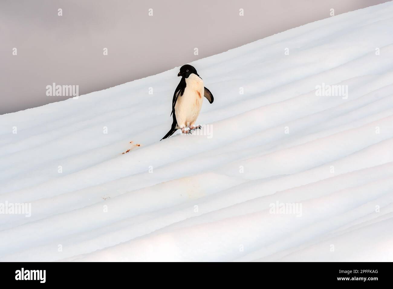 Antarktische Halbinsel, Adelie-Pinguin (Pygoscelis adeliae) Stockfoto