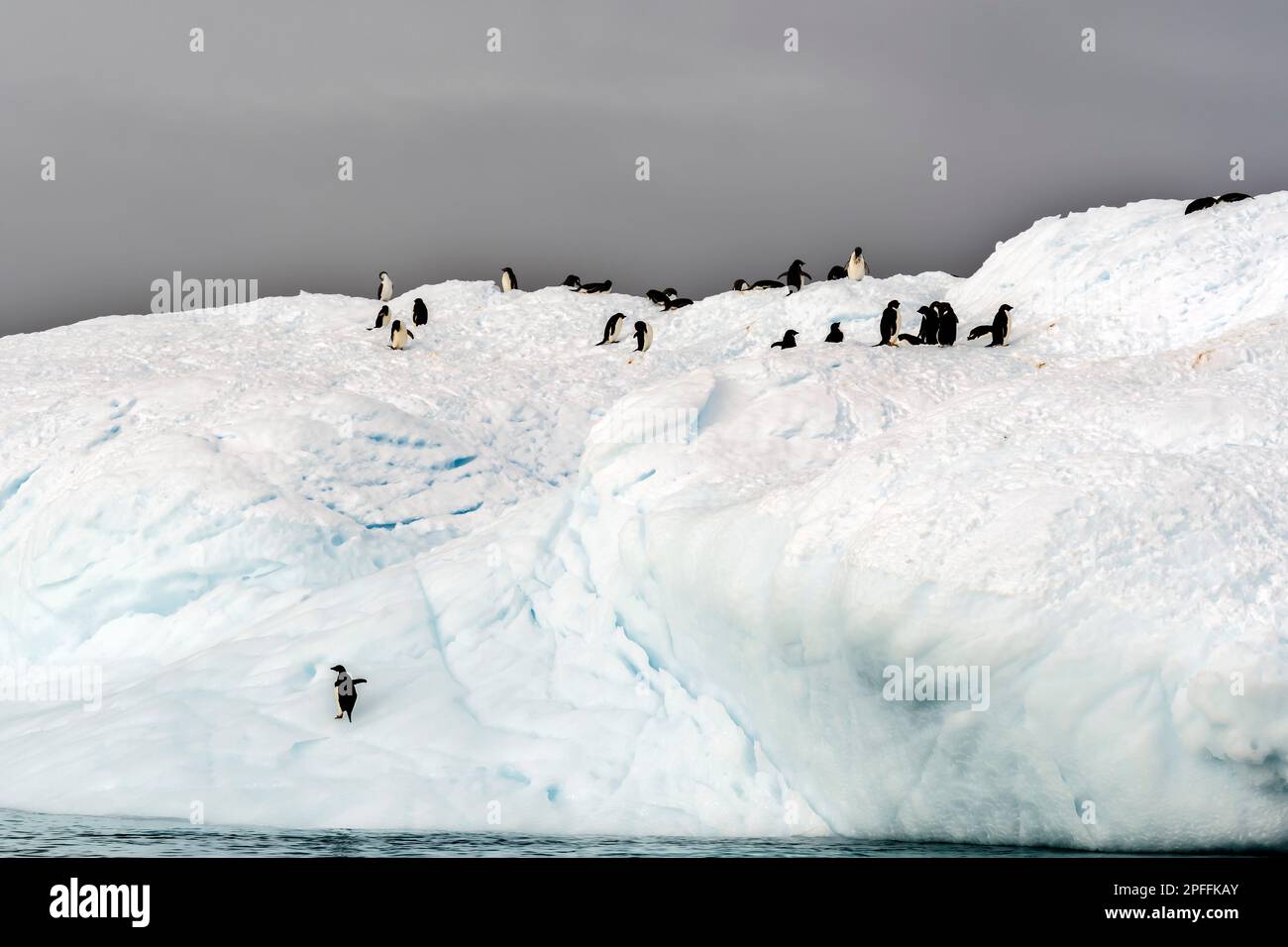 Antarktische Halbinsel, Adelie-Pinguine (Pygoscelis adeliae) Stockfoto