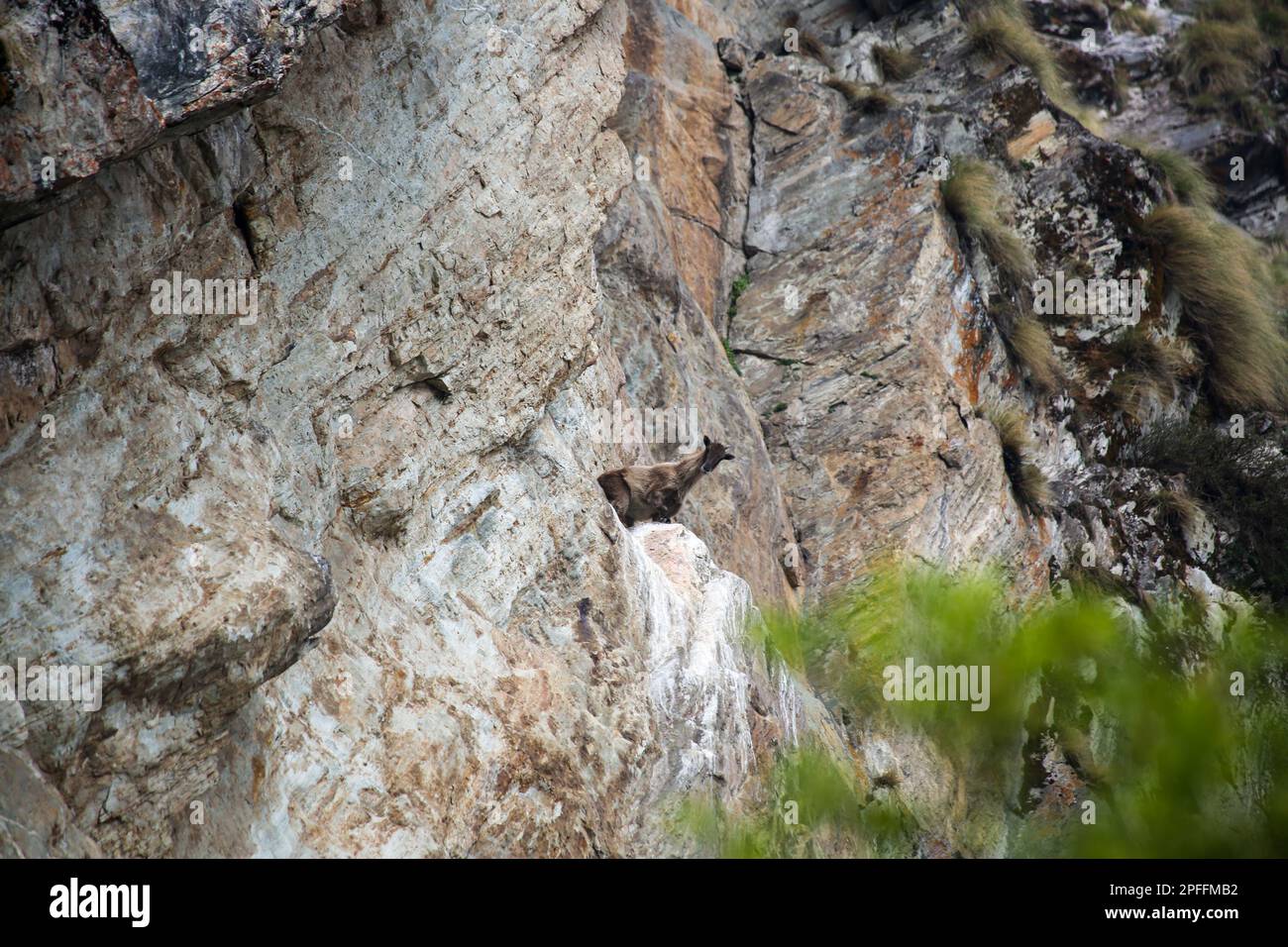 Blaues Schaf oder Bharal auf dem Hügel im Himalaya Indien. Pseudois nayaur auch als Helan-Shan-blaues Schaf, Chinesisches blaues Schaf, Himalaya-blaues Schaf, o bezeichnet Stockfoto