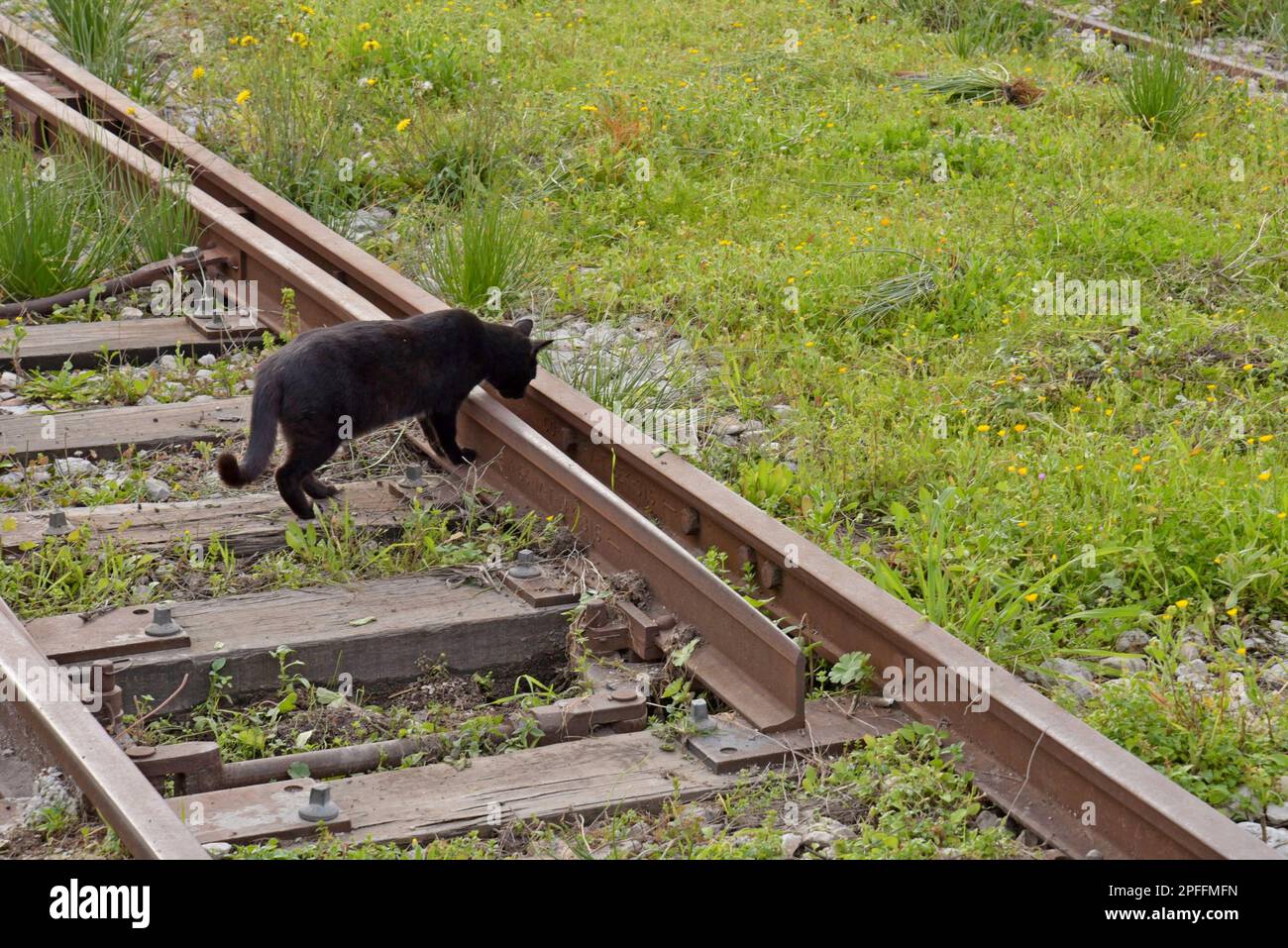 Streunende Katze, die auf der Schmalspurbahn am Bahnhof Agios Andreas, Patras, Griechenland, umherwandert Stockfoto