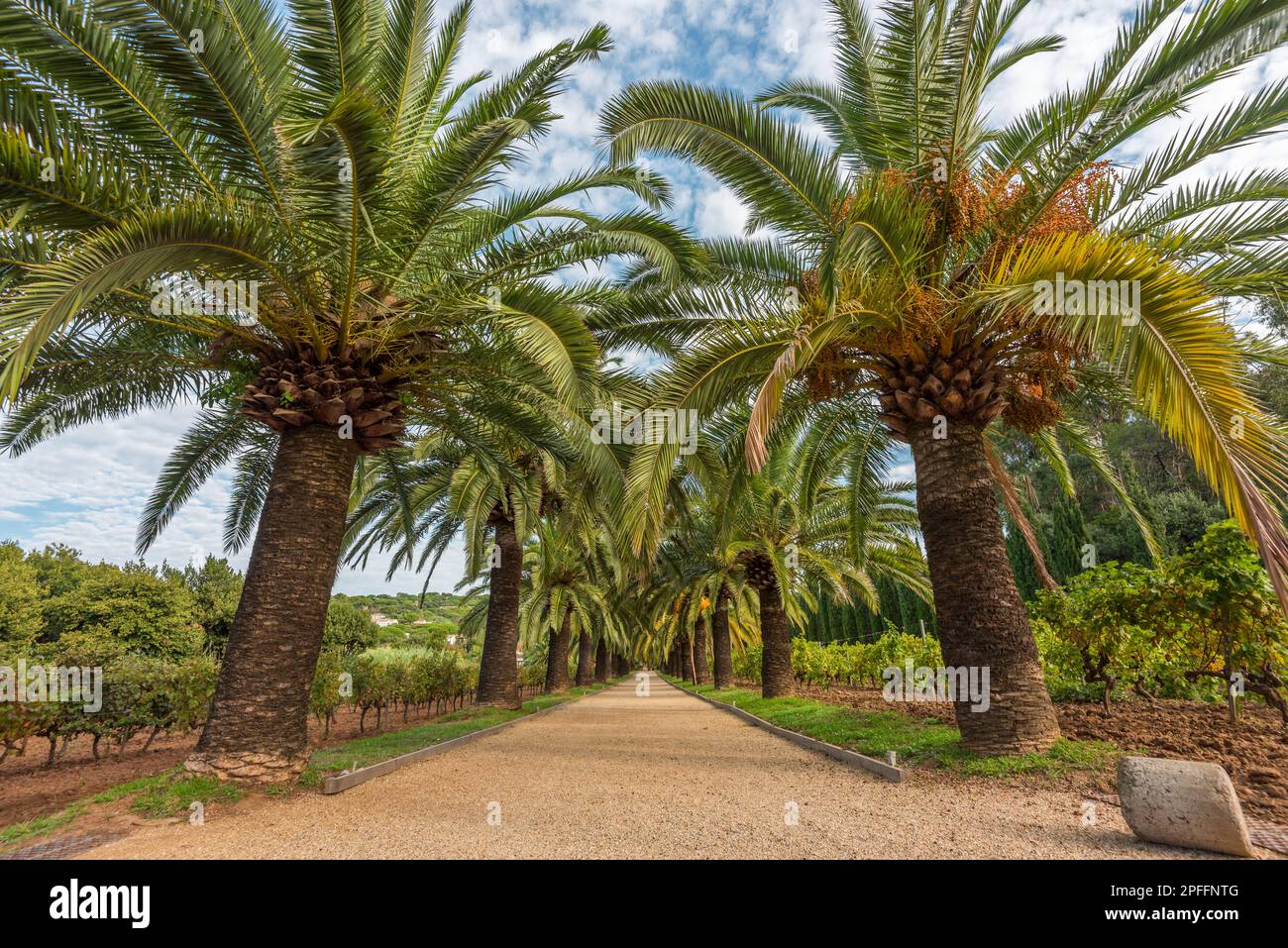 Malerischer Blick auf den Fußweg zum Strand, umgeben von riesigen Palmen in der Bucht von Saint Tropez bei La Croix Valmer Stockfoto