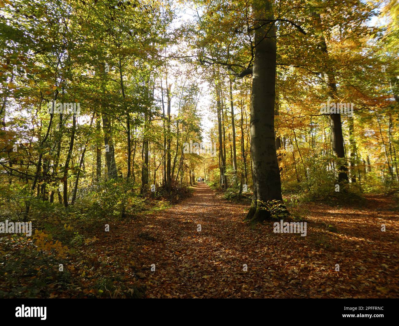 Malerische Art und Weise in einem sonnigen Herbstwald Stockfoto