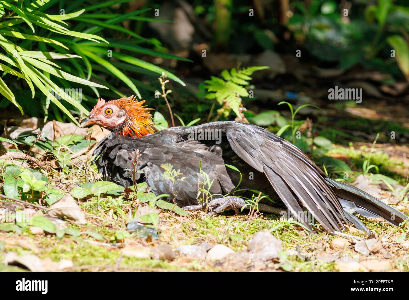 Rotes Dschungelhuhn (Gallus gallus), das in der Hitze in Singapur sitzt Stockfoto