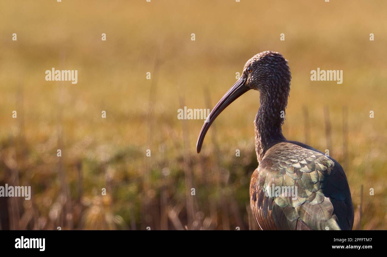 Juvenile Glossy Ibis, Plegadis falcinellus, steht auf Einem Salzmarsch bei Sunset, Stanpit Marsh UK Stockfoto