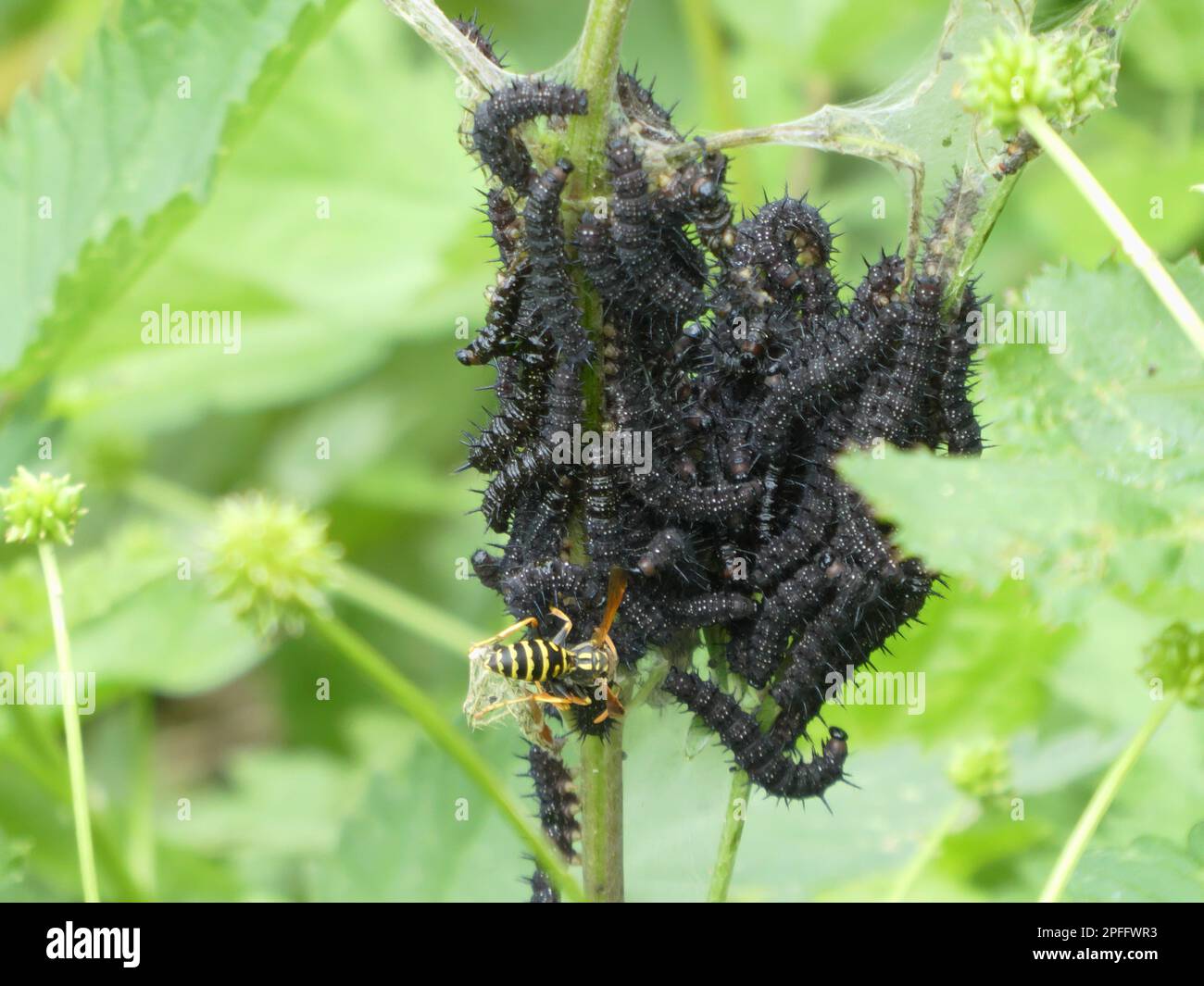 Pfauraupen auf Brennnessel Stockfoto