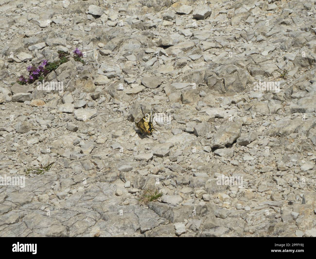 Kleiner Schwalbenschwanz zwischen Steinen mit Blume Stockfoto
