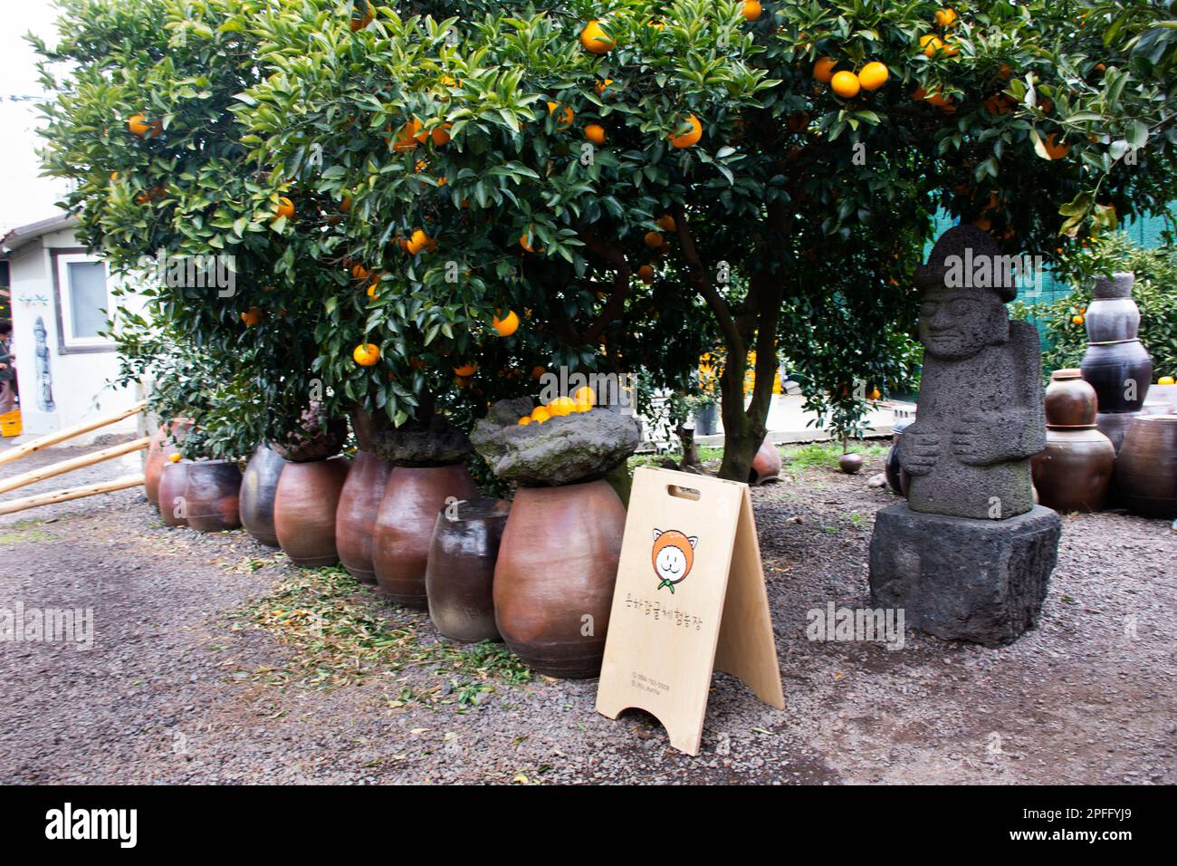 Dol Hareubangs Figur oder Tol Harubangs Statue auf der Plantage von Hallabong Mandarinen Orangen Obst Gartenpark für koreaner ausländische Reisende reisen Stockfoto