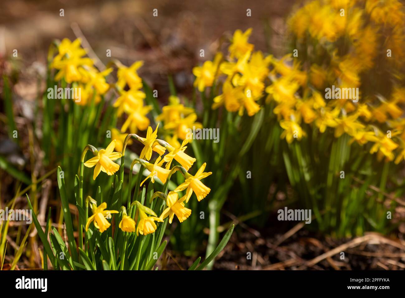 Zwergnarcissi Narzissen in einem Garten in West Yorkshire markieren