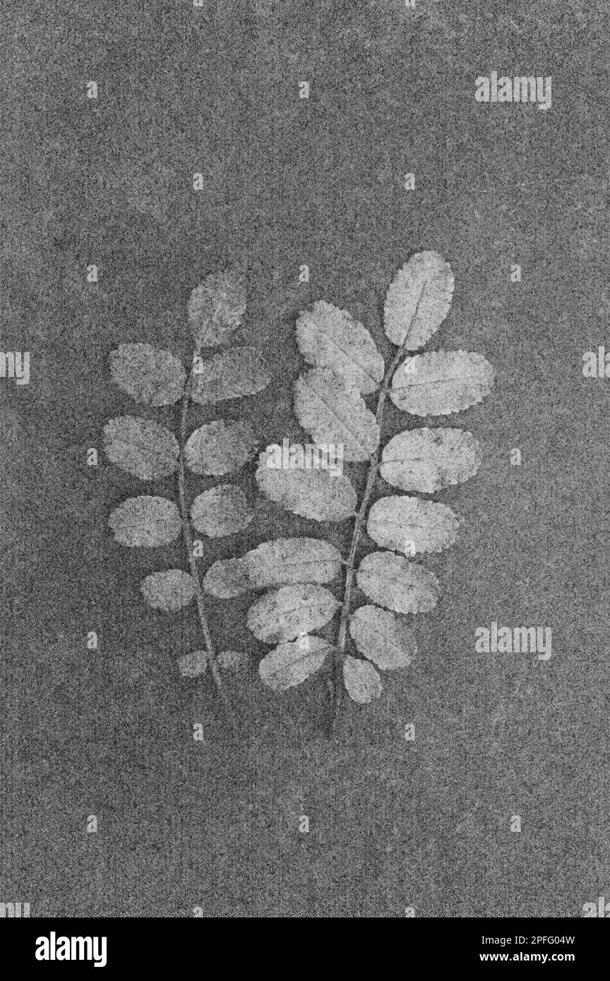 Weich und bleistiftig wie schwarz-weißes Bild von zwei Blättern von Burnet Rose oder Rosa Pimpinellifolia Baum, die auf beflecktem Metall liegen Stockfoto