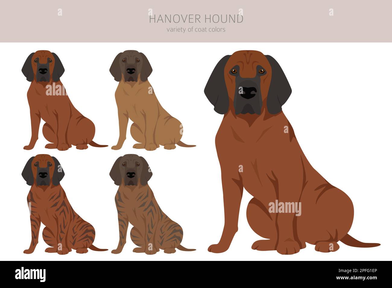 Hannover-Hound-Clipart. Verschiedene Posen, verschiedene Mantelfarben. Vektordarstellung Stock Vektor