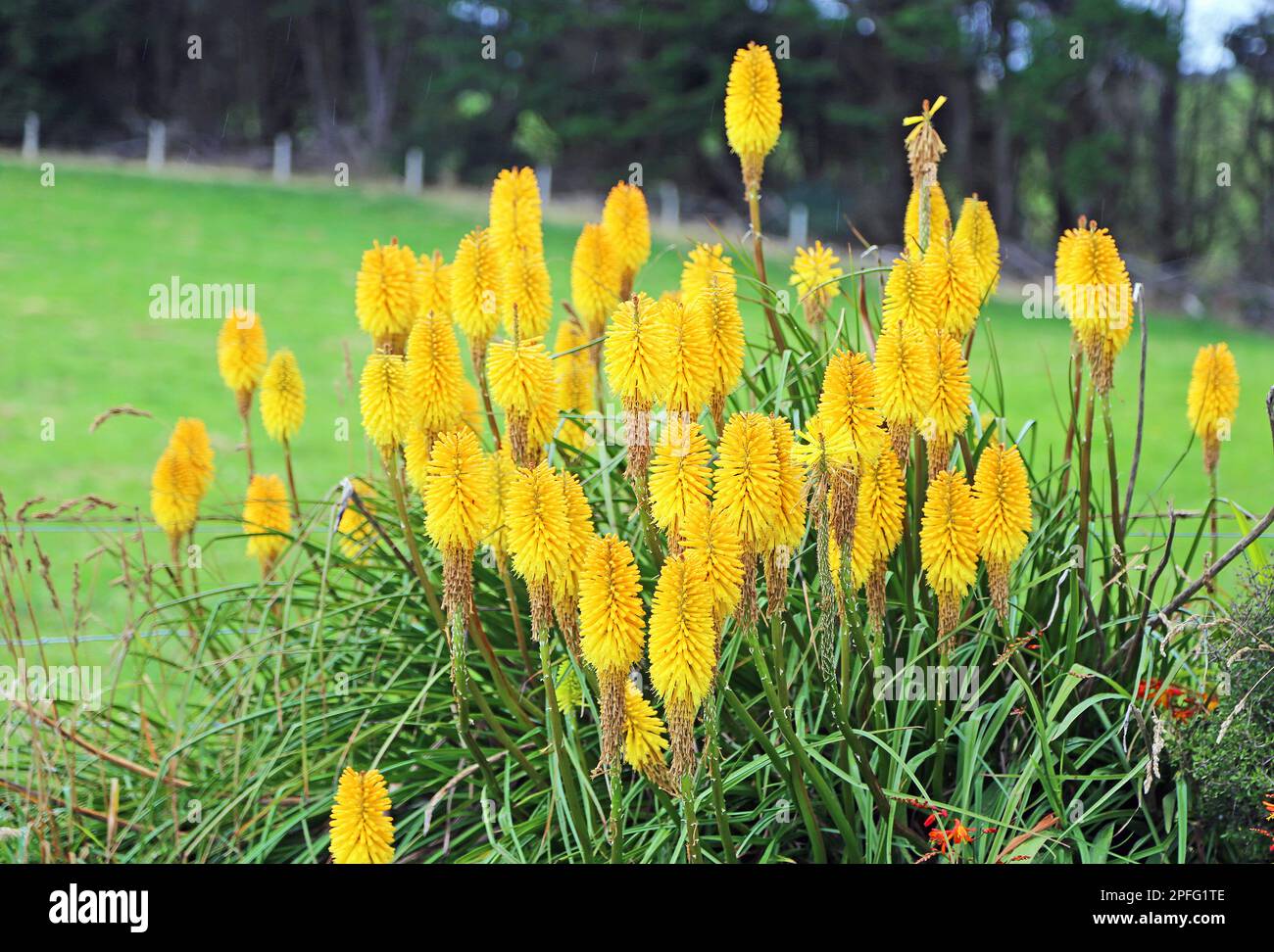 Yellow Poker plant - Neuseeland Stockfoto