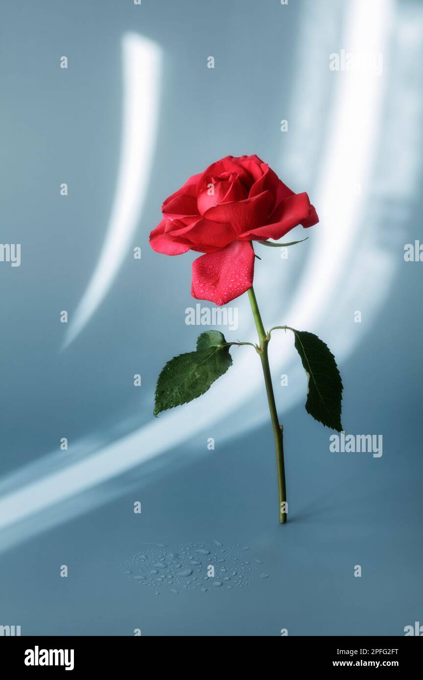 Einzelne rote Rose, aufrecht stehend, mit Schatten von Vorhängen im Hintergrund Stockfoto