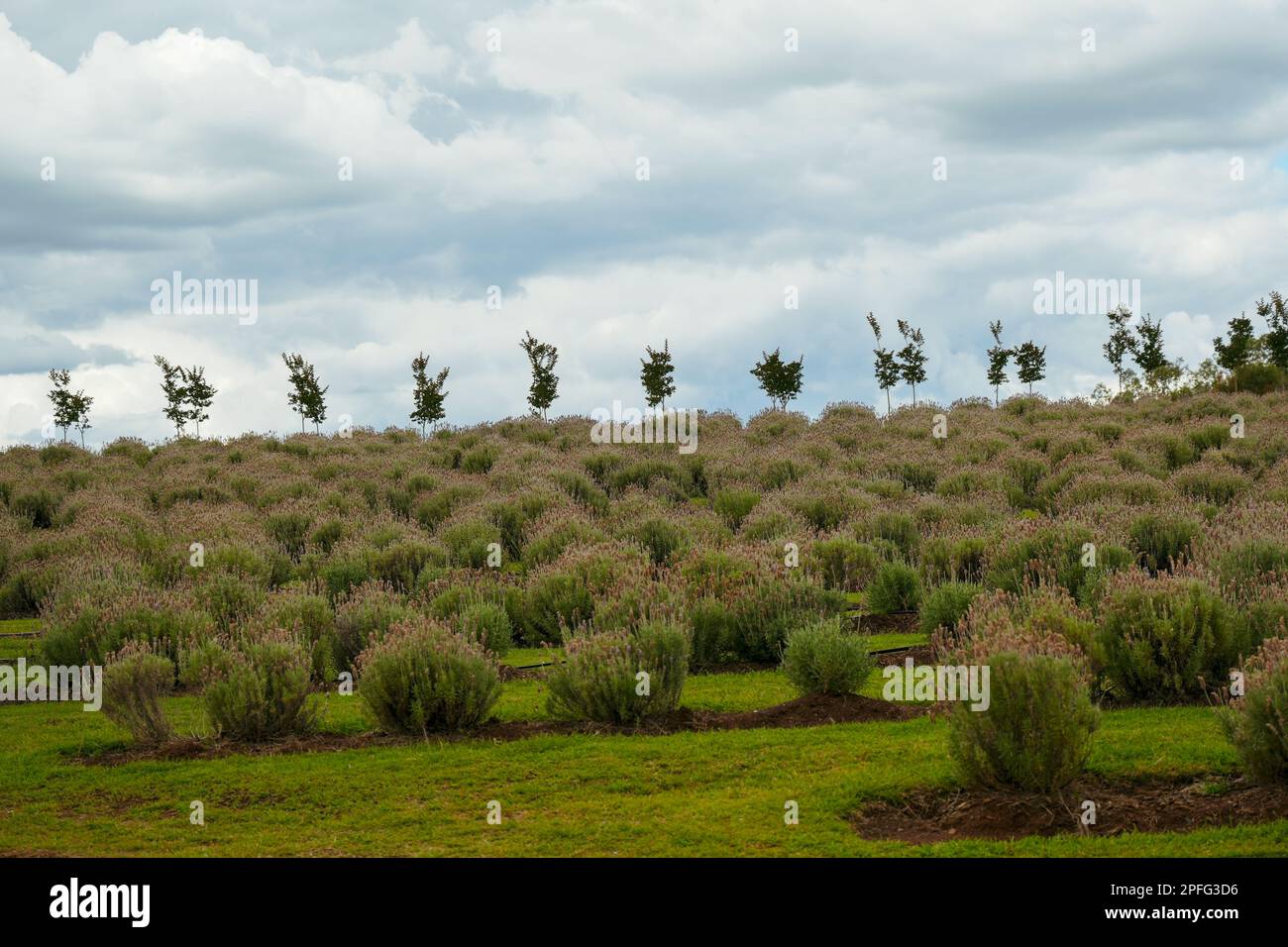 Lavendelpflanzen wachsen auf einem Hügel mit einer Reihe kleiner Bäume, Silhouette vor einem bewölkten Himmel Stockfoto
