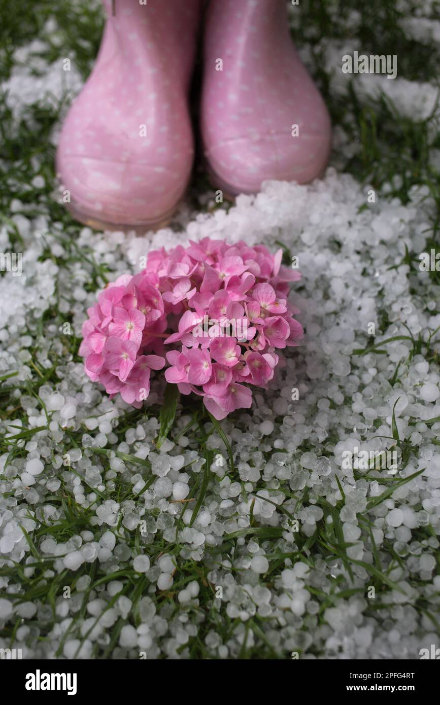 Eishail, Hortensienblüte auf grünem Gras und pinkfarbene Gummistiefel. Schlechte Wettervorhersage, gefährlich für die Flora kaltes Gewitter mit Hagel. Klima PR Stockfoto