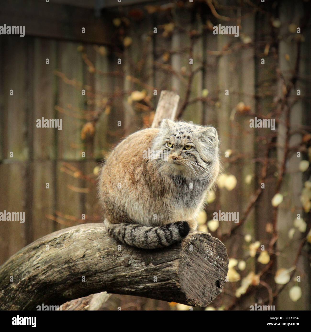 Manul oder Pallas's Cat, Otocolobus manul, Porträt des Erwachsenen. Süße Wildkatze aus Asien. Stockfoto