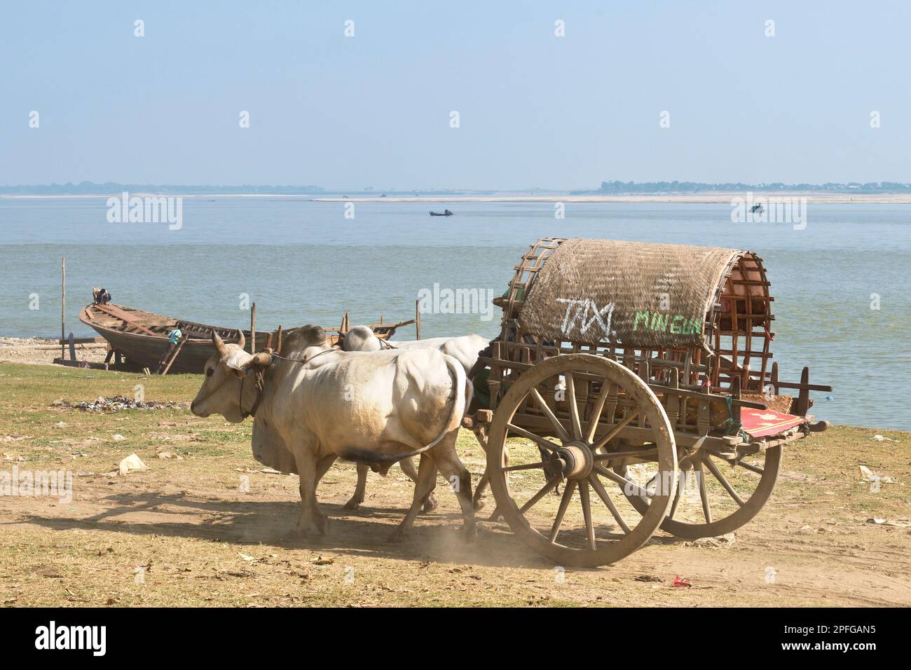 Myanmar, Mingun, Taxi Kühe Stockfoto