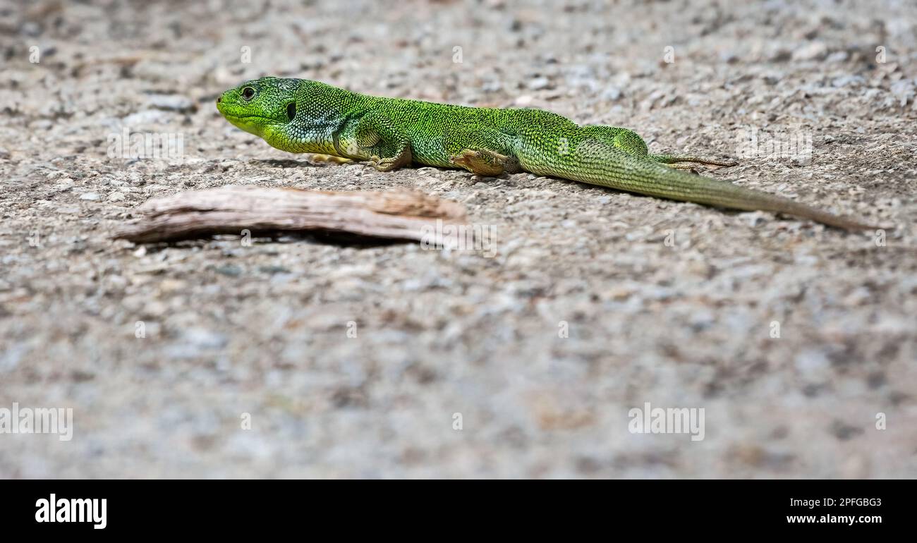 Balkanische grüne Eidechse oder lacerta trilineata Herping auf dem Boden auf verschwommenem grauen Hintergrund Stockfoto