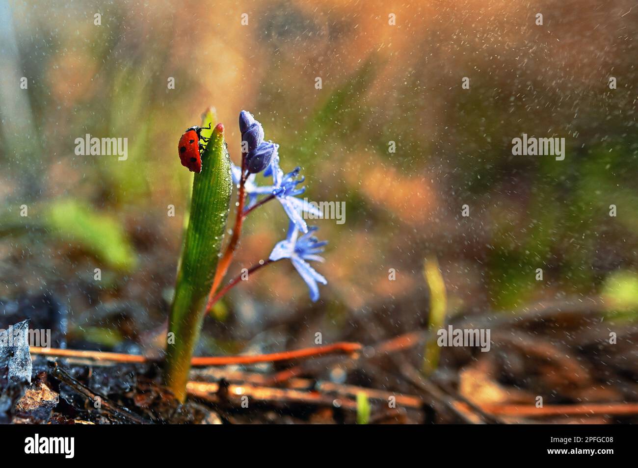 Ladybug auf Viola Odorata im Frühlingsregen Stockfoto