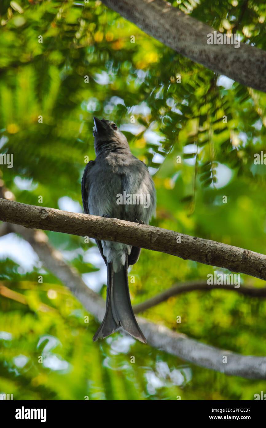 Ashy Drongo an einem Ast ist Ashy Drongo ein fischähnlicher Schwanz eines Fisches. Das Fell reicht von grau. Stockfoto
