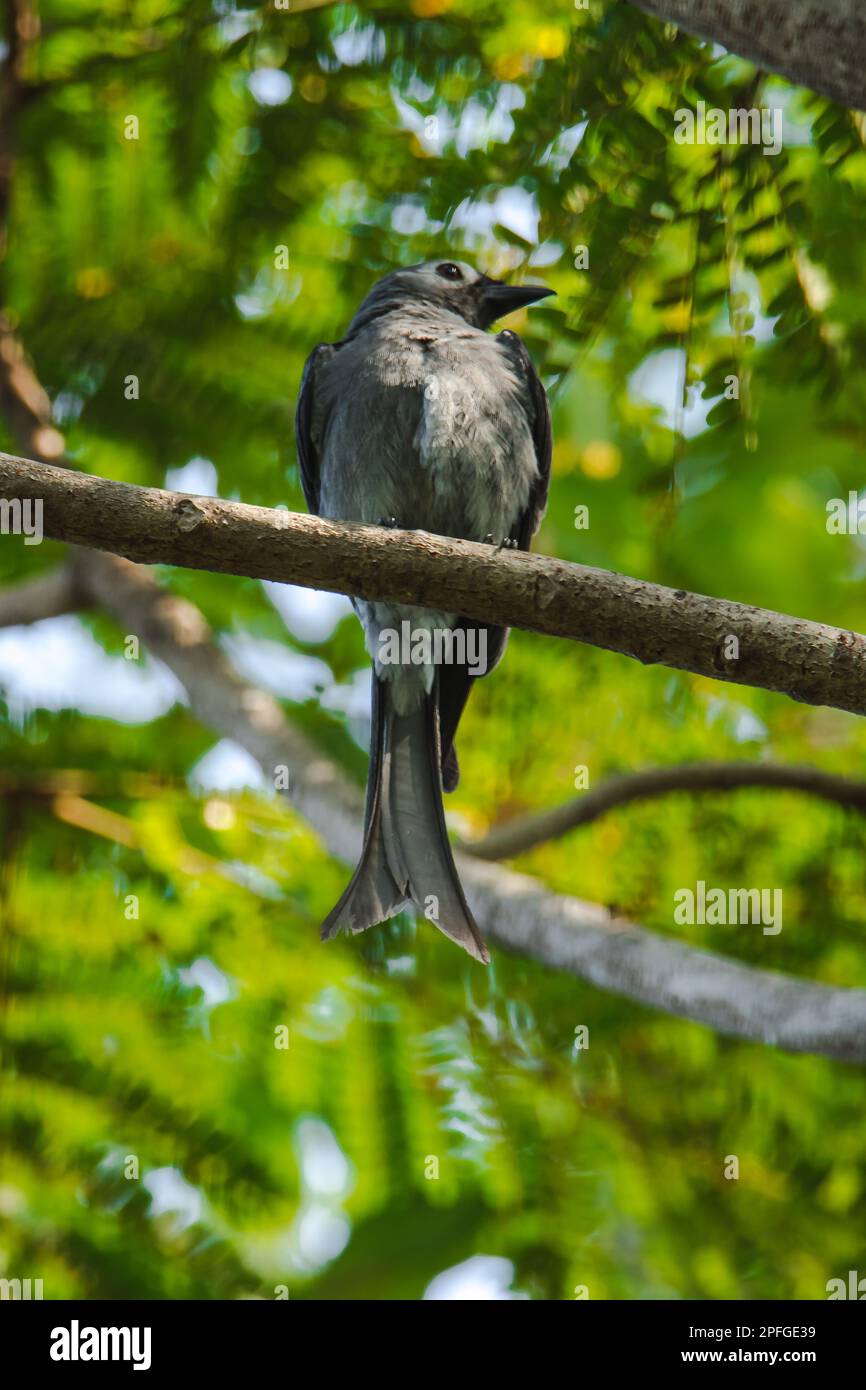Ashy Drongo an einem Ast ist Ashy Drongo ein fischähnlicher Schwanz eines Fisches. Das Fell reicht von grau. Stockfoto