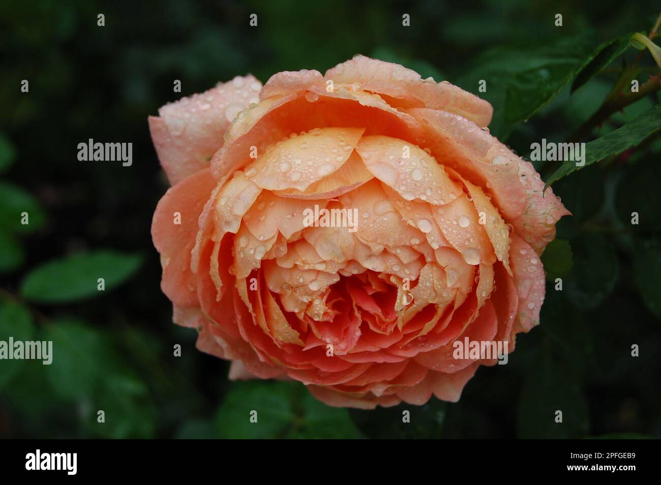 Nahaufnahme einer orangefarbenen, pfirsichfarbenen Rose mit Regentropfen und grünen Blättern im Hintergrund Stockfoto