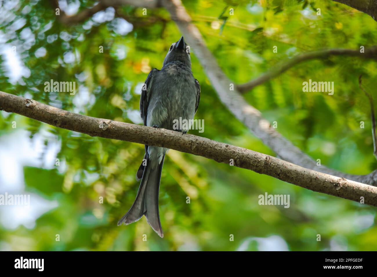 Ashy Drongo an einem Ast ist Ashy Drongo ein fischähnlicher Schwanz eines Fisches. Das Fell reicht von grau. Stockfoto
