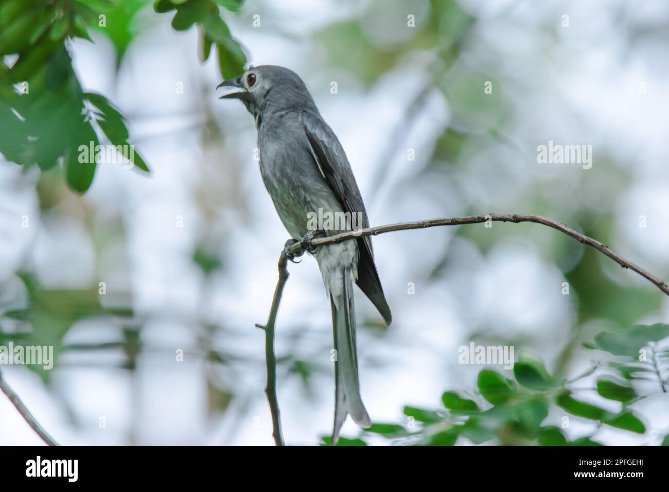 Ashy Drongo an einem Ast ist Ashy Drongo ein fischähnlicher Schwanz eines Fisches. Das Fell reicht von grau. Stockfoto