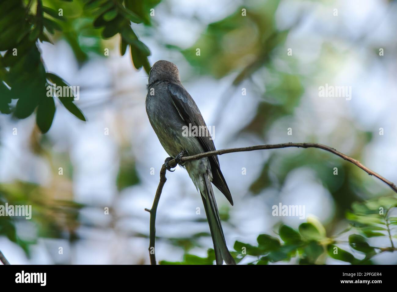 Ashy Drongo an einem Ast ist Ashy Drongo ein fischähnlicher Schwanz eines Fisches. Das Fell reicht von grau. Stockfoto