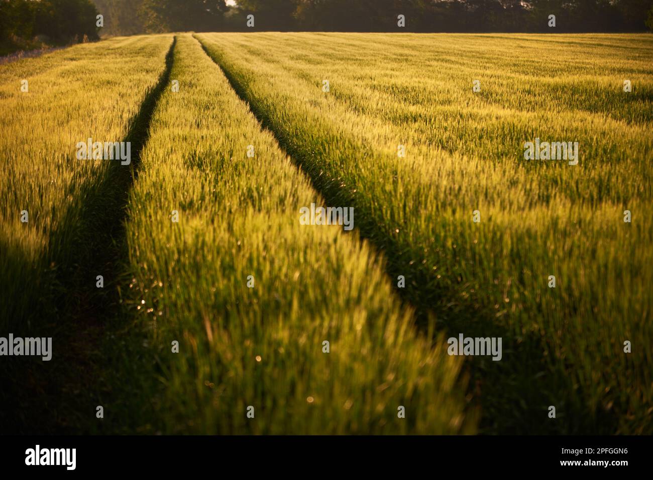 Gerstenfeld zwischen den Bäumen am Morgen. Stockfoto