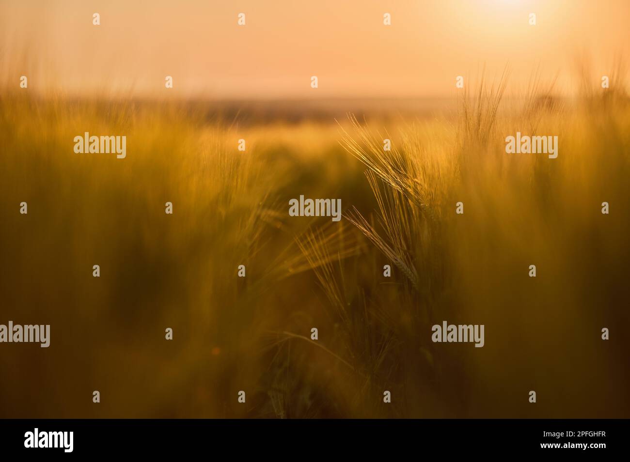 Reife Gerstenohren auf dem Feld Stockfoto