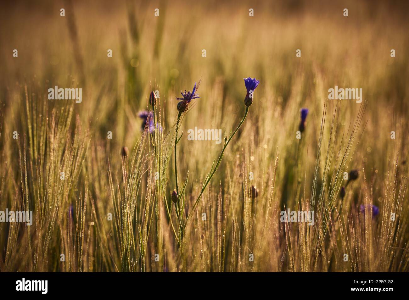 Blüten und Knospen von Maisblumen zwischen den Ohren der Gerste Stockfoto